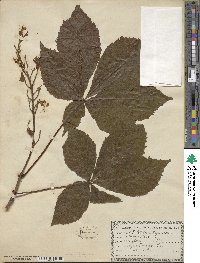 Aesculus glabra image