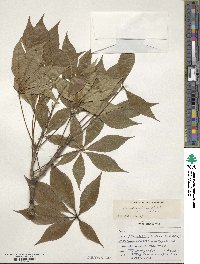 Aesculus glabra image