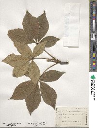 Aesculus glabra image