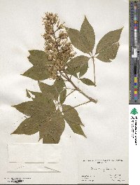 Aesculus glabra image