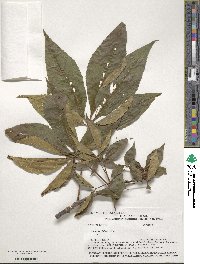 Aesculus glabra image