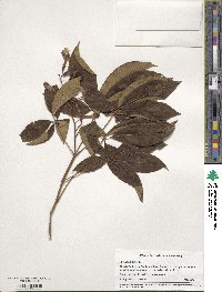 Aesculus glabra image