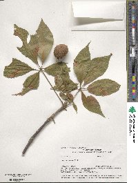 Aesculus glabra image