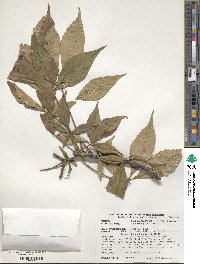 Aesculus glabra image