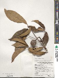 Aesculus glabra image