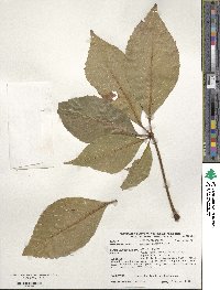 Aesculus glabra image