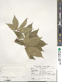 Aesculus glabra image