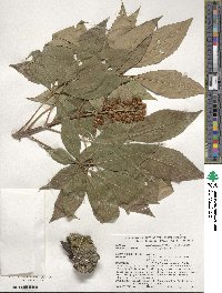 Aesculus glabra image