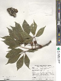 Aesculus glabra image