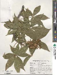 Aesculus glabra image