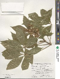 Aesculus glabra image