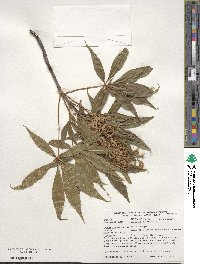 Aesculus glabra image