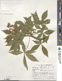 Aesculus glabra image