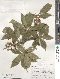 Aesculus glabra image