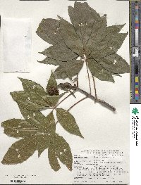 Aesculus glabra image