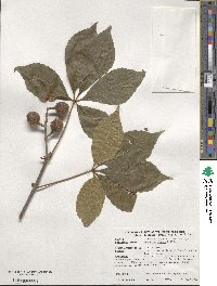 Aesculus glabra image