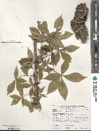 Aesculus glabra image