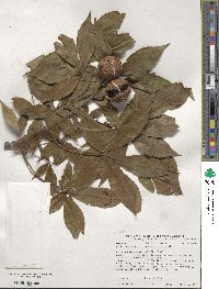 Aesculus glabra image