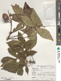 Aesculus glabra image