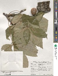 Aesculus glabra image