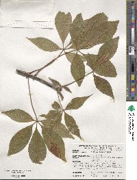 Aesculus glabra image