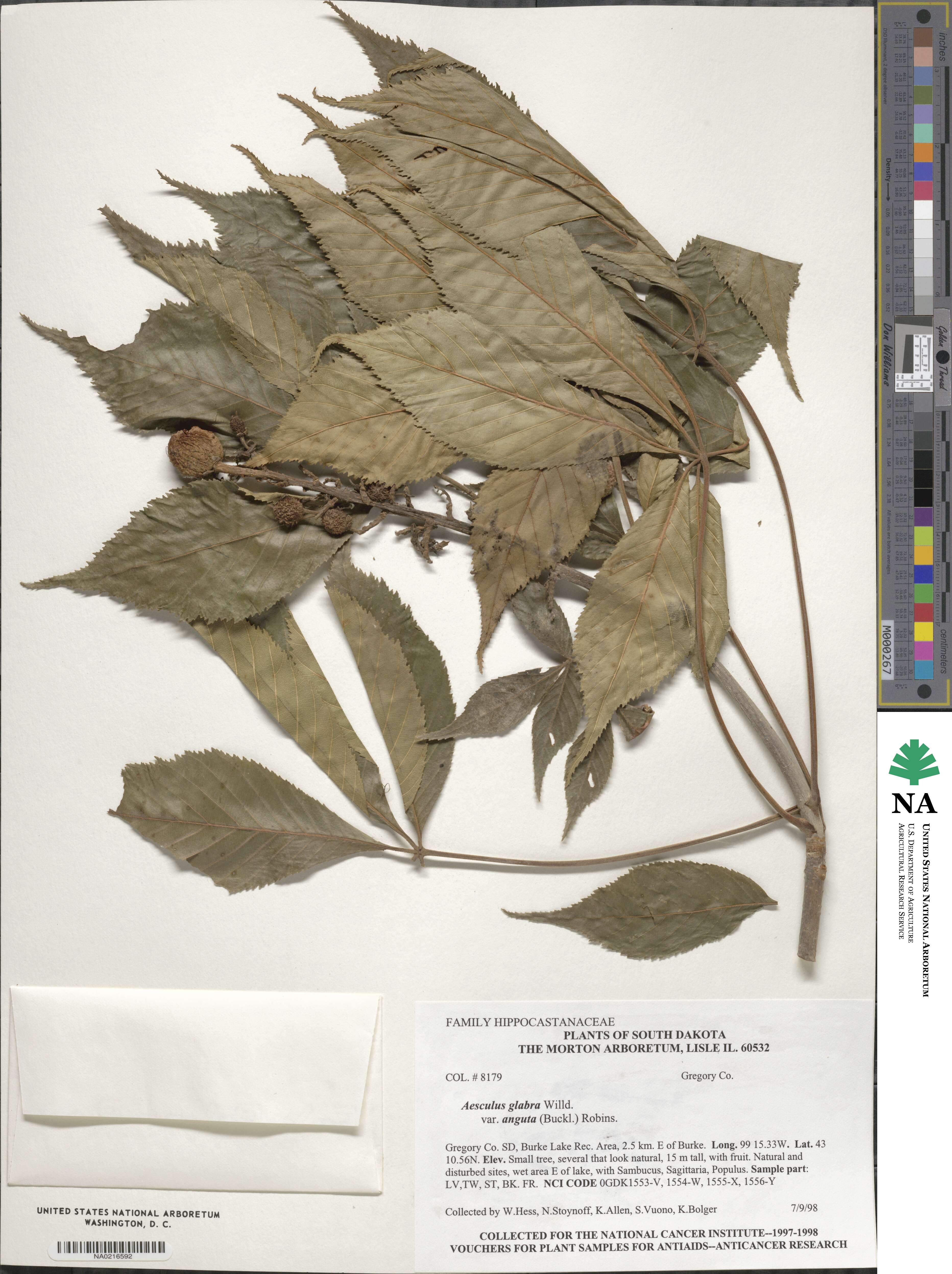 Aesculus glabra var. arguta image