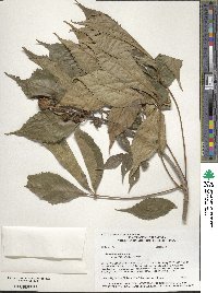 Aesculus glabra var. arguta image