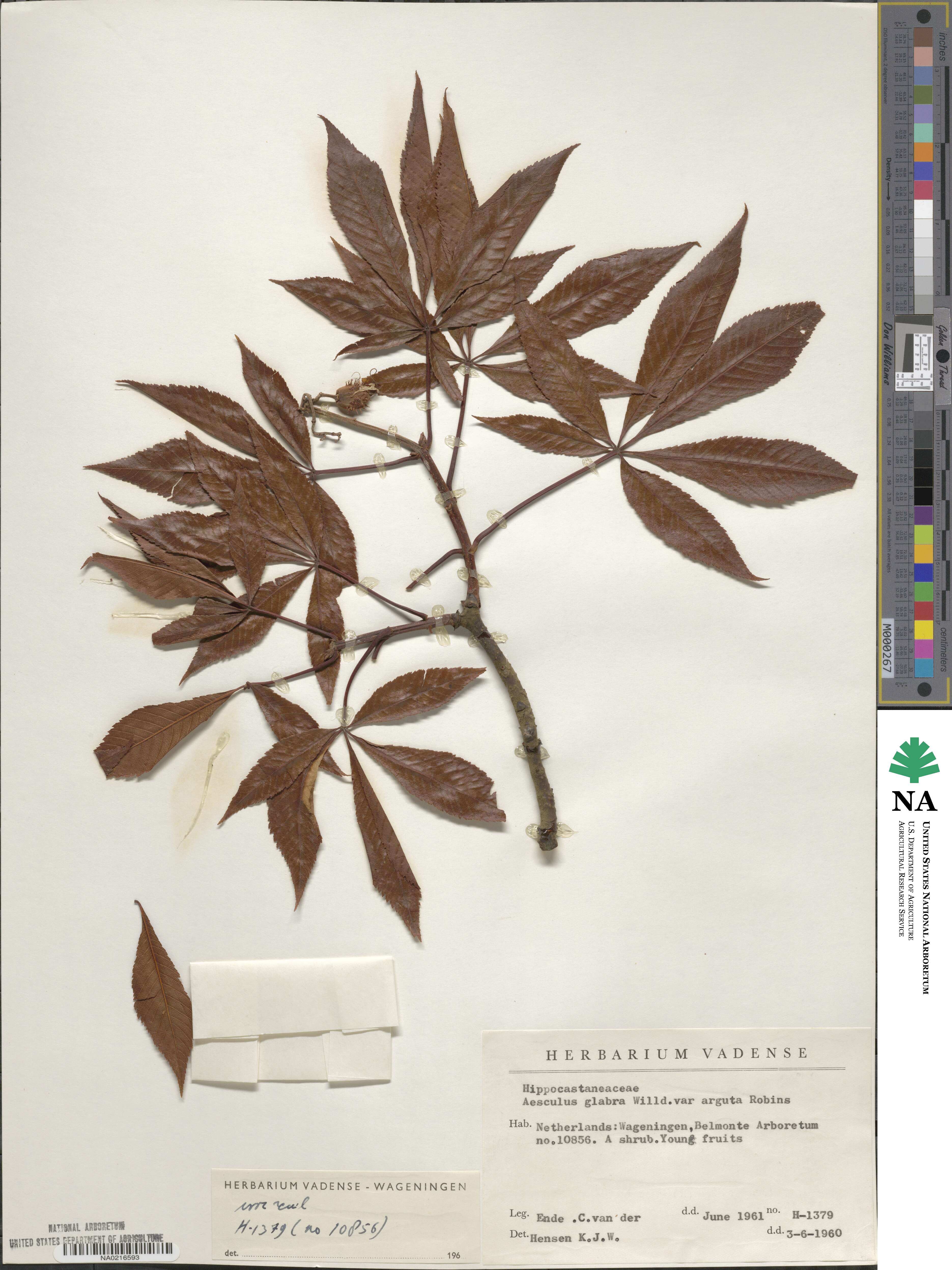 Aesculus glabra image