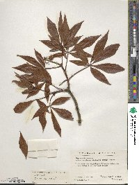 Aesculus glabra image