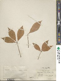 Aesculus glabra image