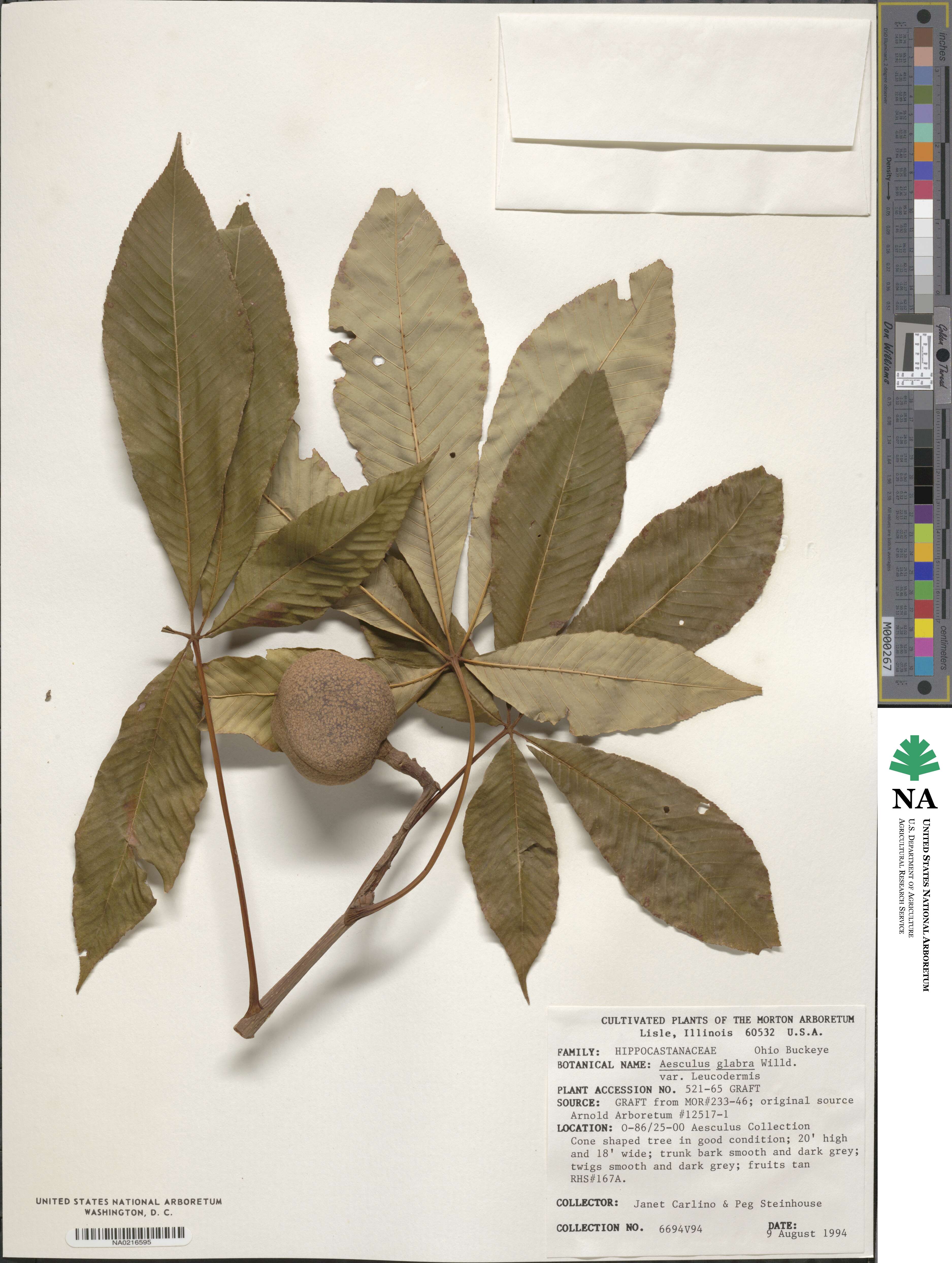 Aesculus glabra image