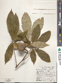 Aesculus glabra image