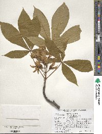 Aesculus glabra image