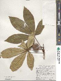 Aesculus glabra image