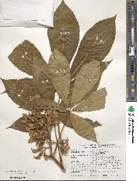 Aesculus glabra image