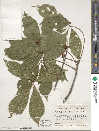 Aesculus glabra image