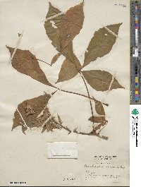 Aesculus glabra image