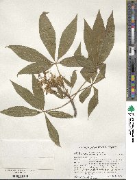 Aesculus glabra image