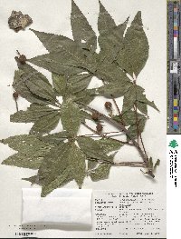 Aesculus glabra image