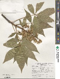 Aesculus glabra image