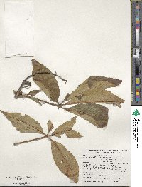 Aesculus glabra image