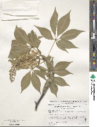 Aesculus glabra image