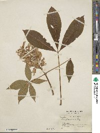 Image of Aesculus × glaucescens