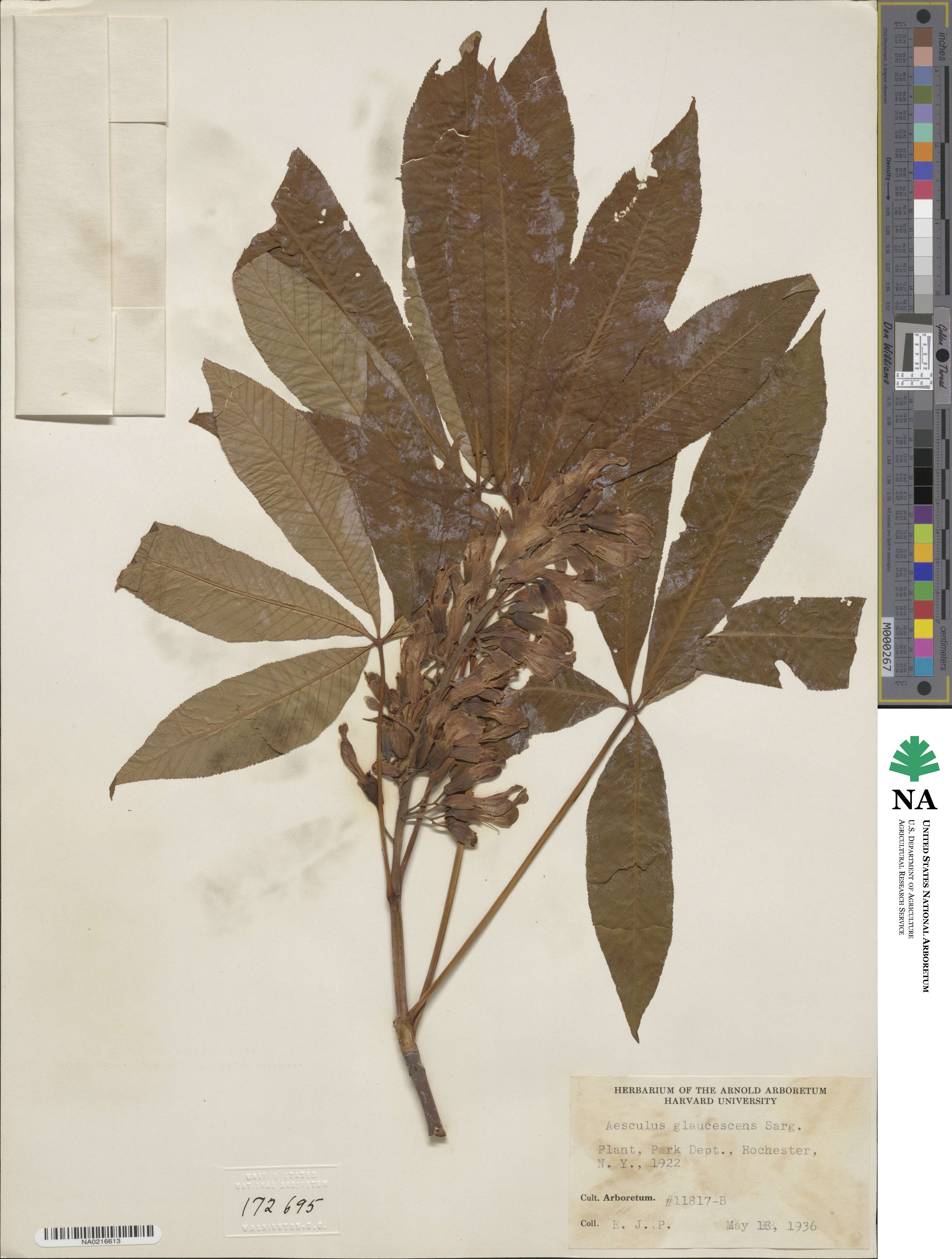 Aesculus × glaucescens image