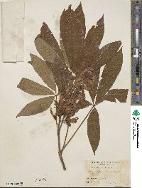 Aesculus × glaucescens image