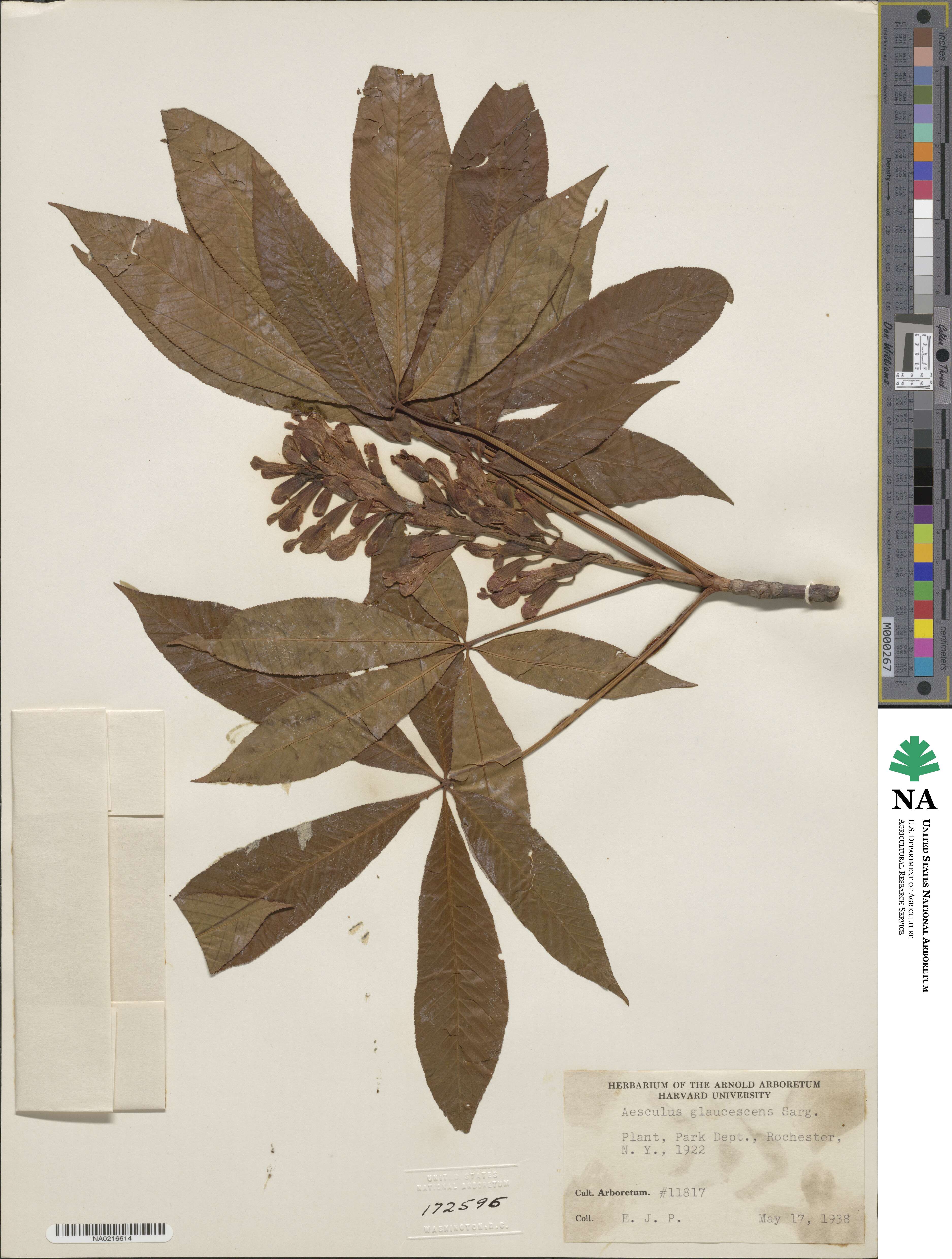 Aesculus × glaucescens image