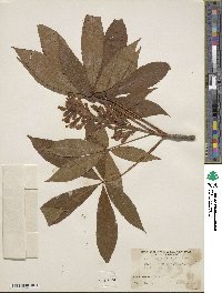 Aesculus × glaucescens image