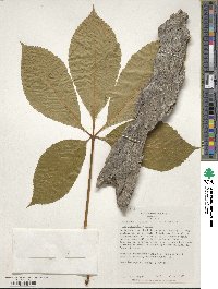 Aesculus × hybrida image