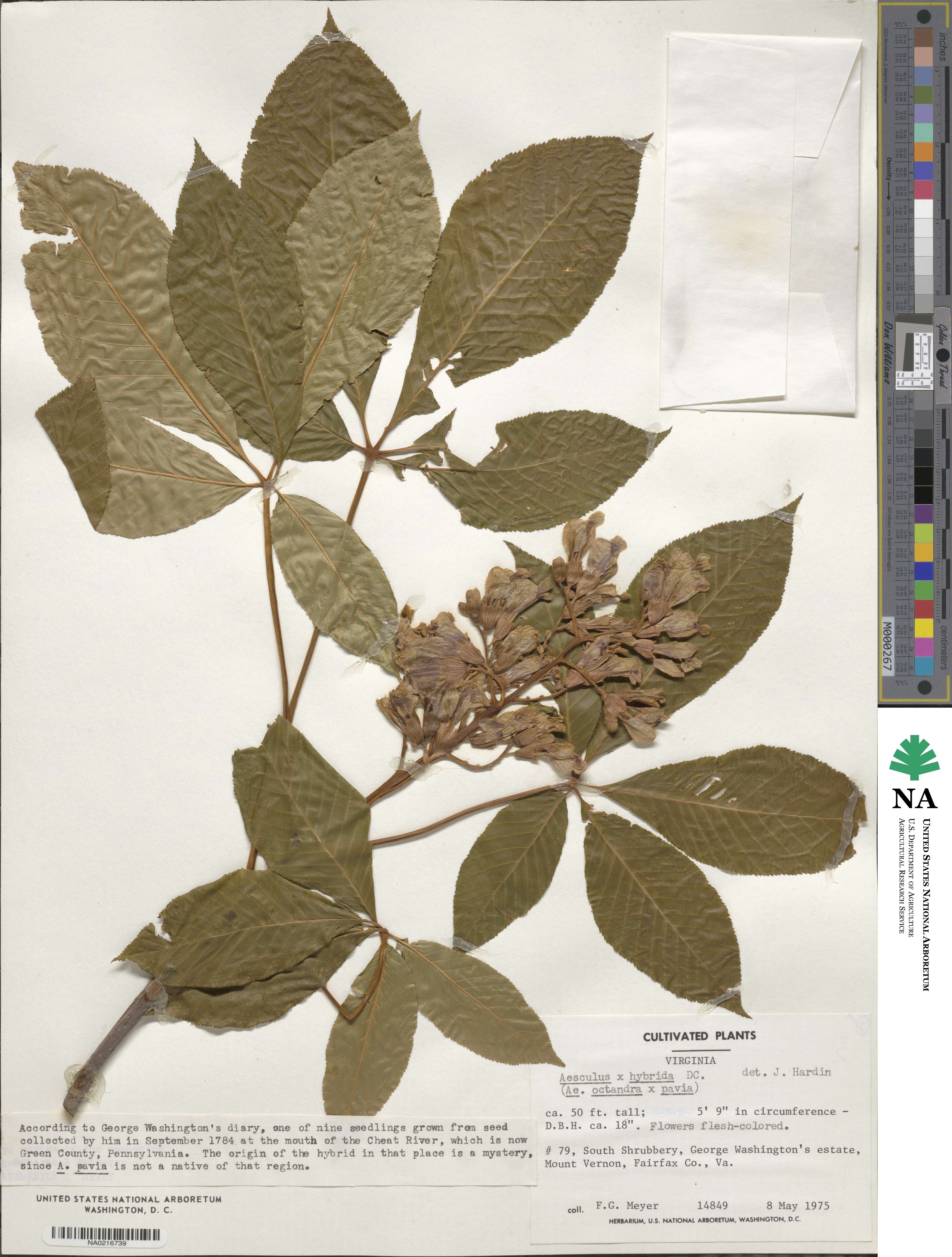 Aesculus × hybrida image