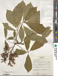 Aesculus × hybrida image